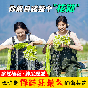 洱海之源鲜海菜花 云南特产水性杨花 大理丽江泸沽湖特色网红蔬菜