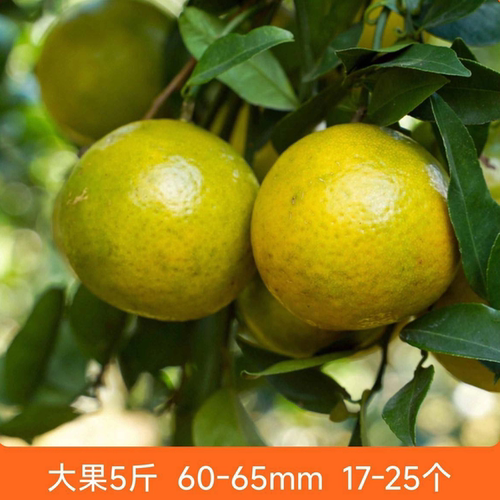 辰颐物语广西皇帝柑5斤新鲜水果整箱当季蜜桔柑橘桔子香甜正品