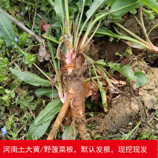 新鲜土大黄酸模野菠菜根血三七金不换牛大黄止血草中草药野外现挖