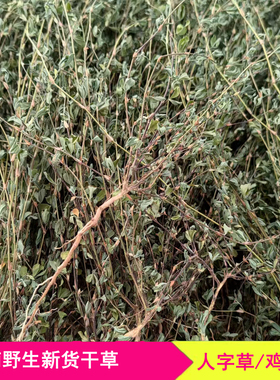人字草野生鸡眼草公母草夜关门老鸦须红骨丹农家自晒草药中药材