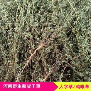 人字草野生鸡眼草公母草夜关门老鸦须红骨丹农家自晒草药中药材