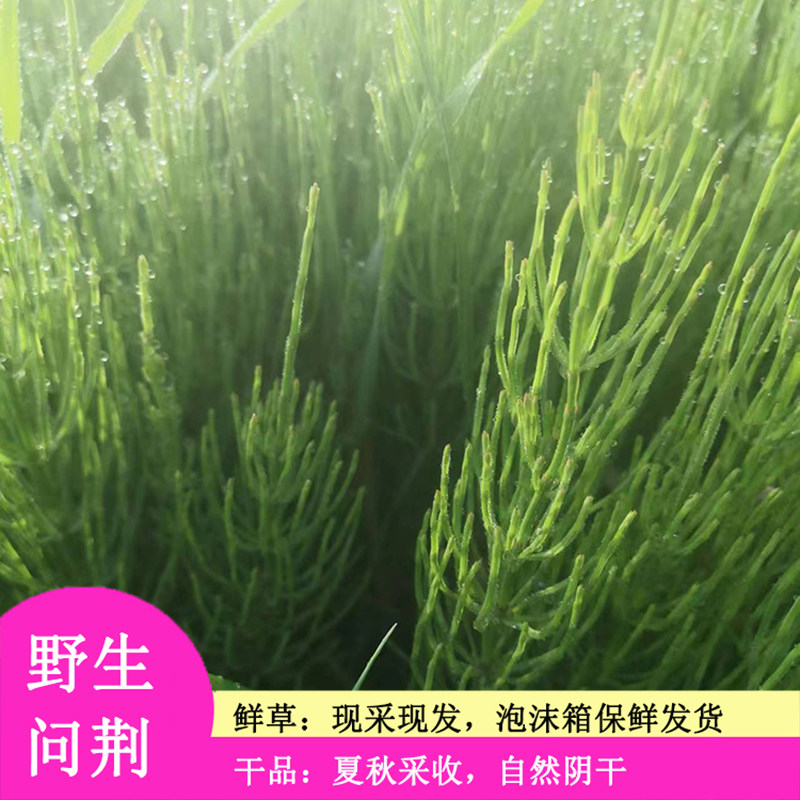 问荆草新鲜现挖接续草公母草空心草接骨草笔筒草现采干货中草药