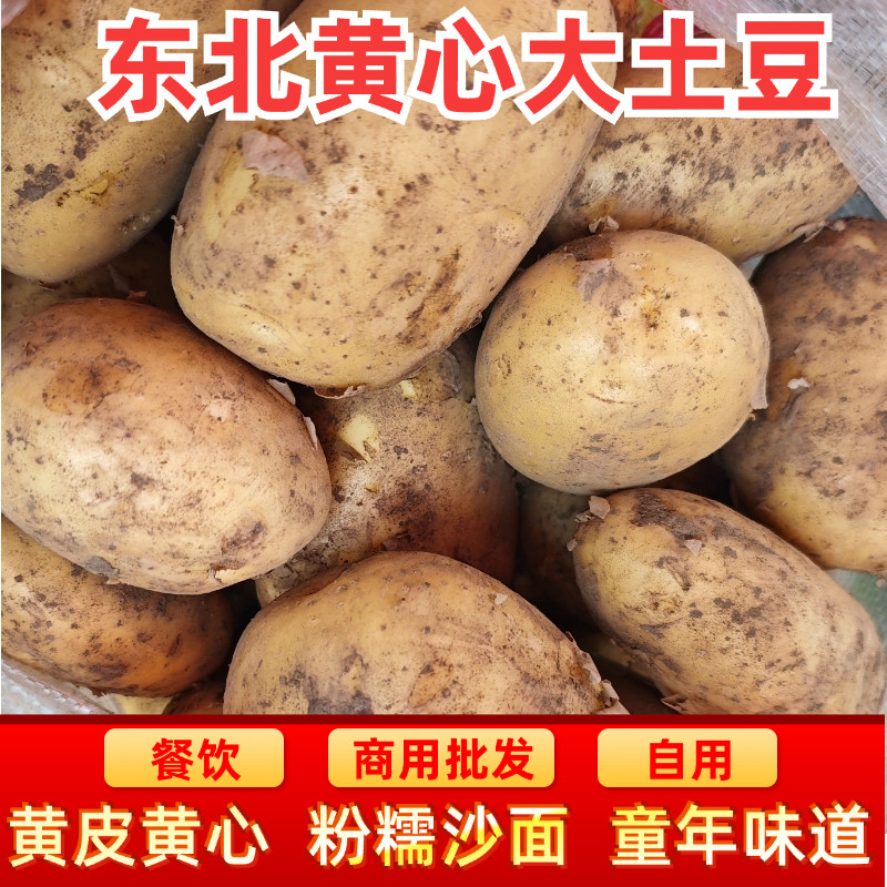东北黄皮黄心土豆干面甜起沙新鲜洋芋马铃薯辅食