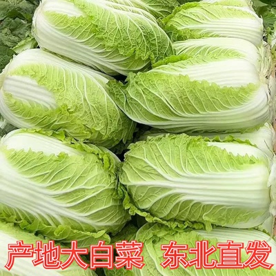 北方黄心大白菜新鲜可做辣白菜