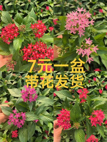 繁星花草本阳台庭院春夏秋