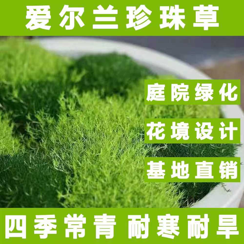 爱尔兰珍珠草苔藓金海岸家庭园艺盆栽阳台庭院花卉绿植地被多年生