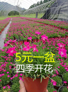 欧石竹花苗初吻石竹四季开花庭院常绿地被耐寒耐旱草坪植物盆栽