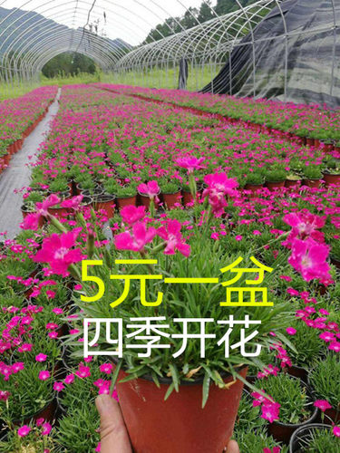 欧石竹庭院四季开花草本