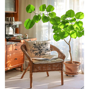 爱心榕盆栽室内大型绿植客厅阳台办公室好养植物净化空气四季 常绿