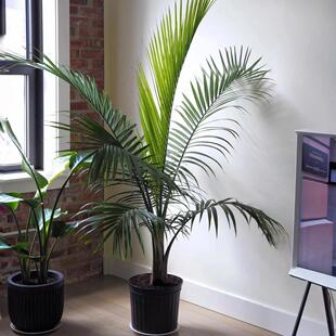 国王椰子盆栽大型植物室内客厅办公室阳台庭院绿植净化空气除甲醛