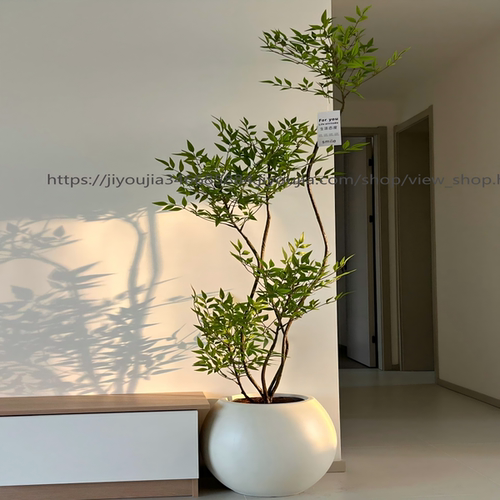 南天竹盆栽老桩室内客厅阳台大型绿植禅意庭院造景植物好养活真树