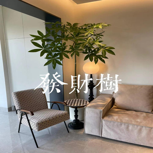 30天养死包赔鲜活直发原生发财树