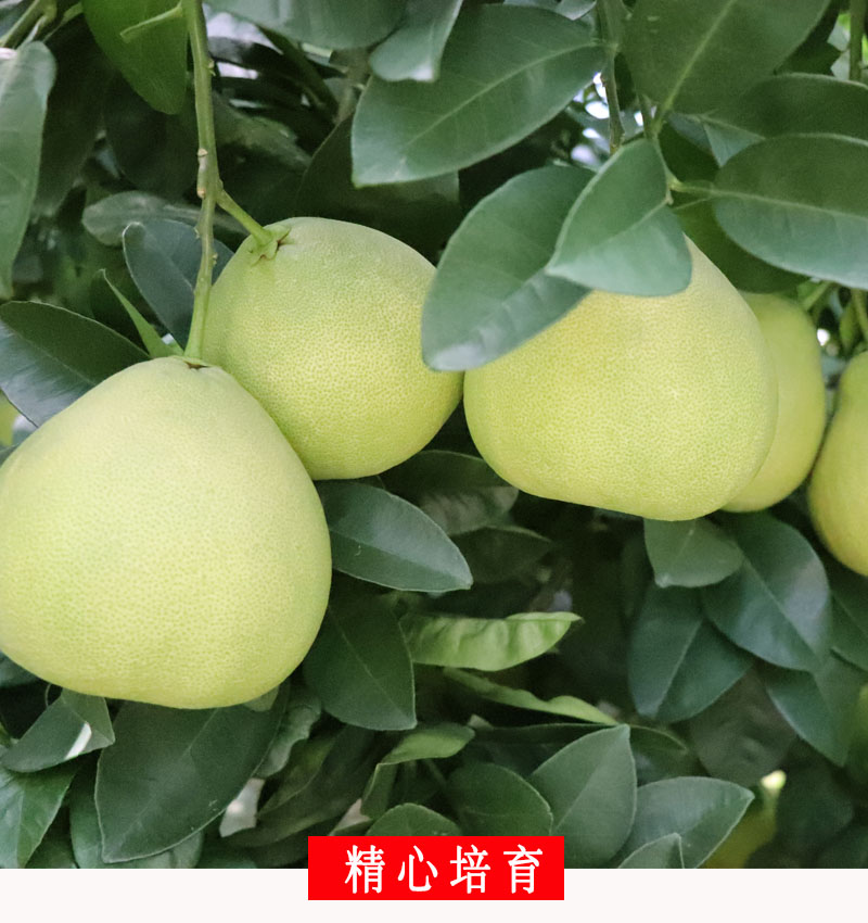 正宗福建度尾文旦柚仙游35老树红心柚子(中果)包甜