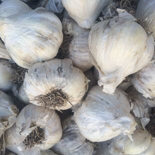 阿城大蒜腌糖蒜醋蒜用纯东北白皮大蒜种狗牙蒜蒜苗栽子49.80四斤