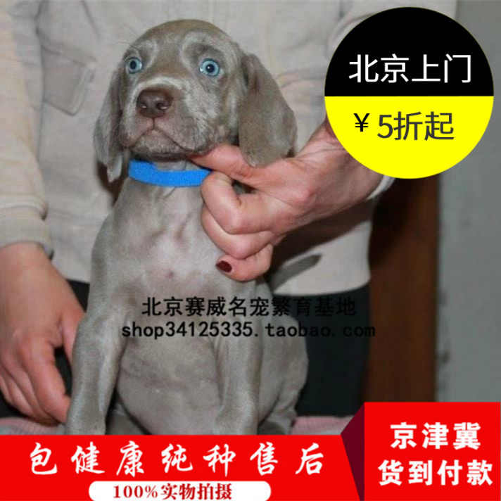 德国威玛猎犬纯种魏玛犬双血统威玛犬幼犬纯种威玛猎犬活体出售狗