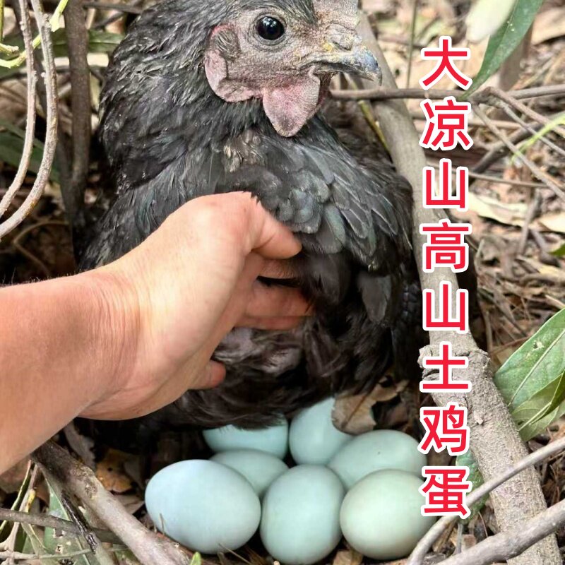 大凉山正宗农家散养绿壳土鸡蛋新鲜土鸡蛋30/60枚纯土鸡蛋孕妇蛋