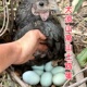 大凉山正宗农家散养绿壳土鸡蛋新鲜土鸡蛋30 60枚纯土鸡蛋孕妇蛋