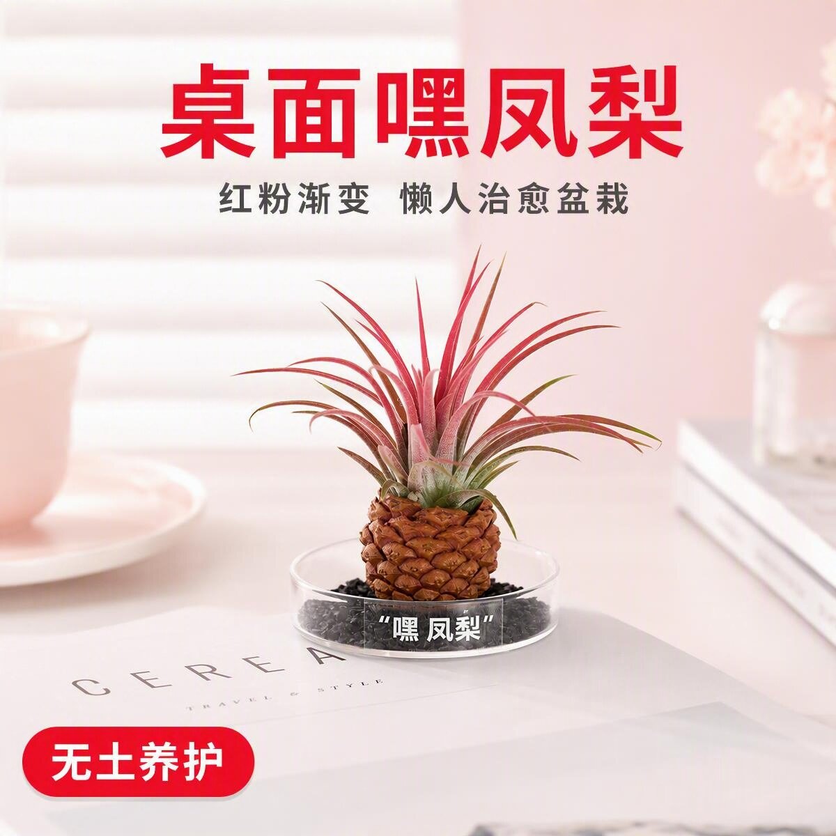 空气凤梨室内无土植物绿植盆栽花桌面绿植