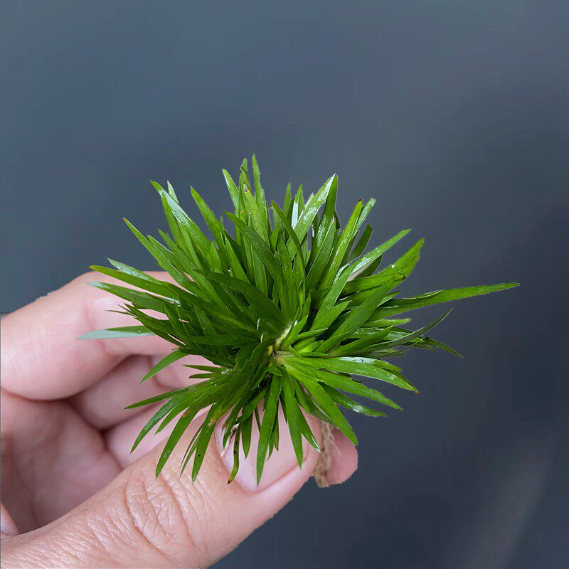 小石菖蒲姬菖蒲贵船苔微景观瓶造景室内拇指盆栽水陆缸雨林缸素材