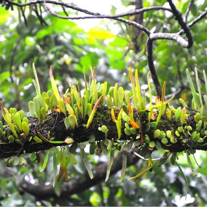 长叶伏石蕨抱树莲植物耐湿雨林缸