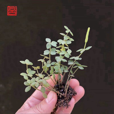 小叶豆瓣绿野生原种好养