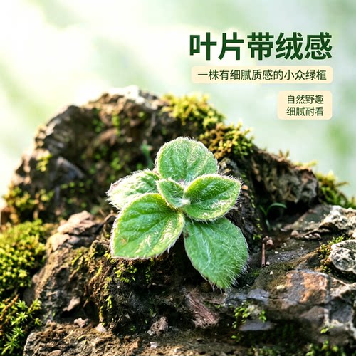迷你植物苦苣岩桐苔好养易开花