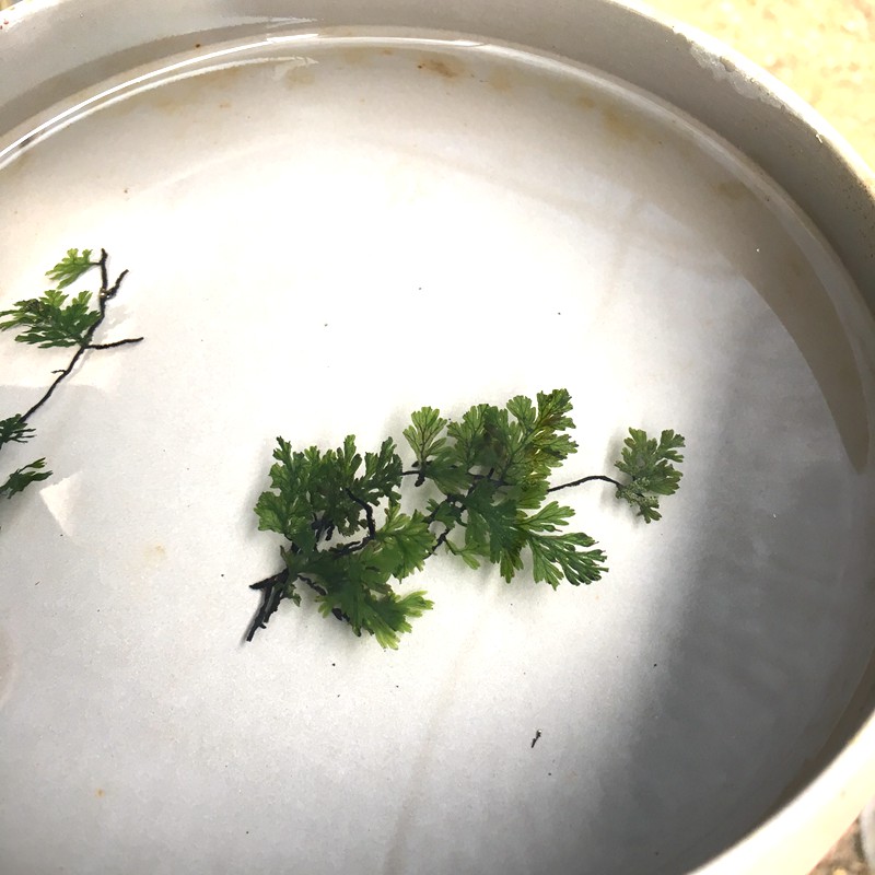 水下植物鱼缸水族雨林水陆缸造景喜湿水培室内好养四季可陆养lj