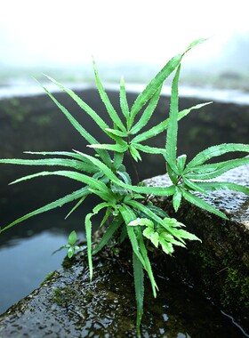 植的欢喜绿色蕨类植物凤尾蕨桌面盆栽室内净化空气易养护小绿植