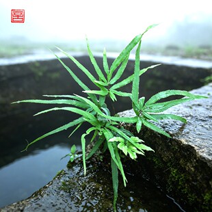 植的欢喜绿色蕨类植物凤尾蕨桌面盆栽室内净化空气易养护小绿植