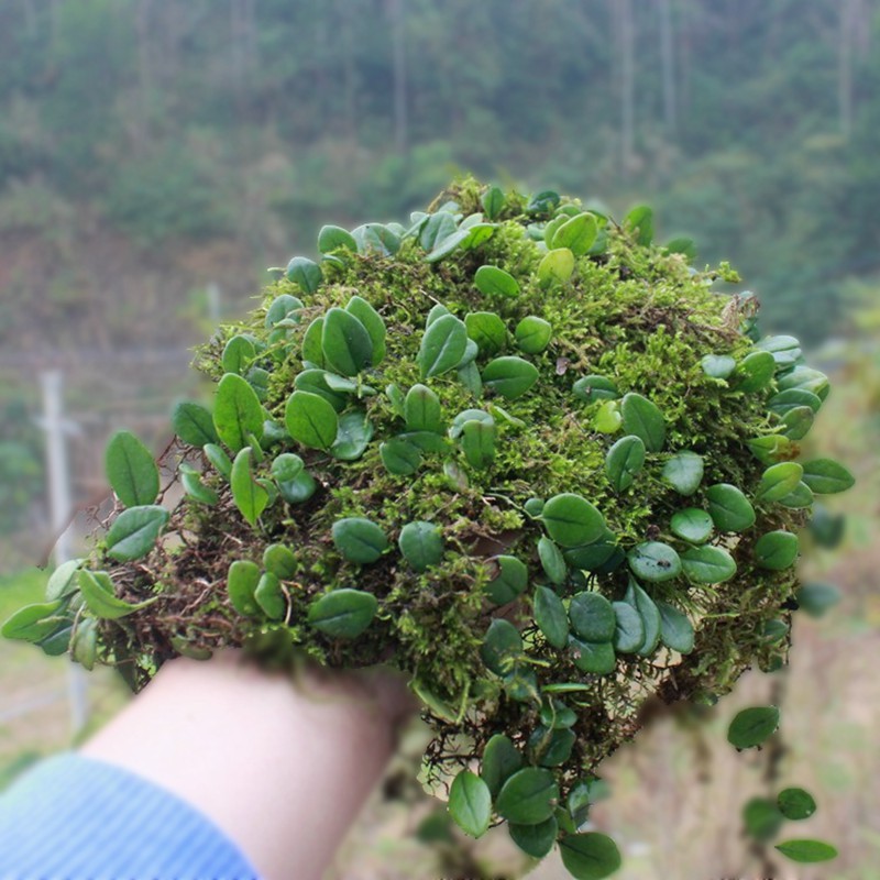 一片附生水陆草缸造景铺面苔藓