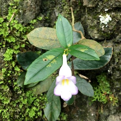 绿植趣味花卉热带雨林景观苦苣苔