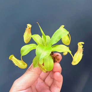 好养花卉捕蝇草 猪笼草网红植物食虫植物水陆缸素材室内盆栽四季