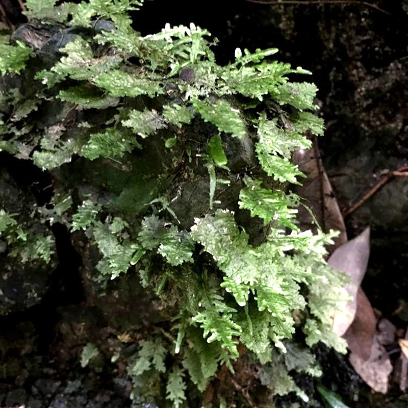 膜蕨热带雨林水草缸造景迷你植物室内清新盆栽常绿植物墙附生mj