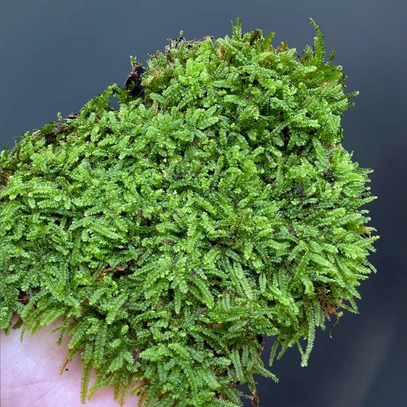 小灰藓四季常绿室内好养雨林缸造景假山石绿化微景观瓶闷养植物