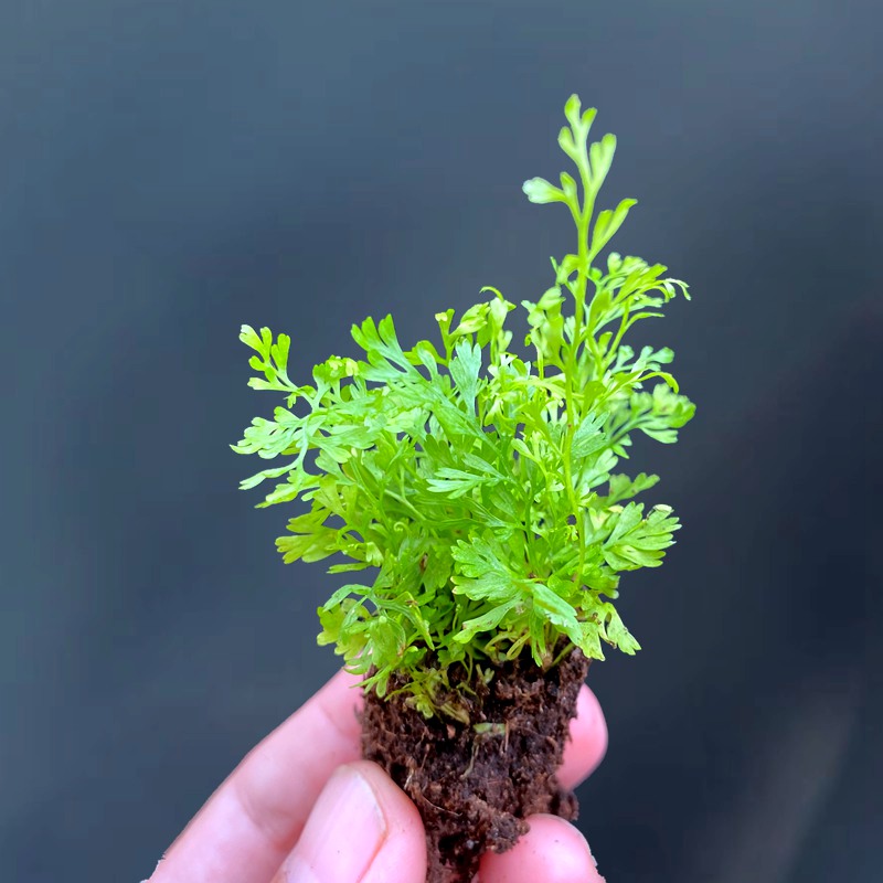 小型圆盖阴石蕨微景观假山石小型生态瓶造景水陆缸雨林缸植物盆栽