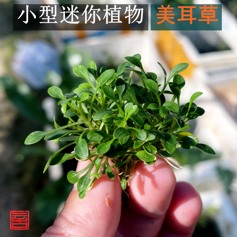 小型迷你植物美耳草绿色时令草本花卉盆栽桌面装饰雨林水陆缸植物