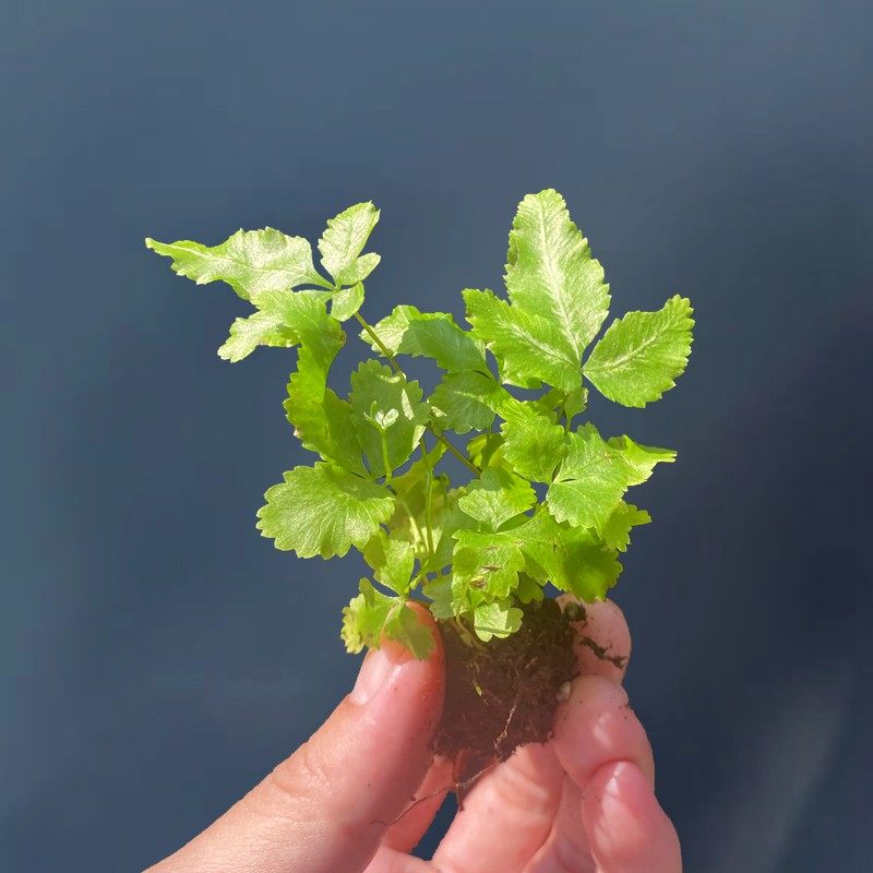 小丛凤尾蕨一回羽状复叶簇生蕨类植物水陆缸造景雨林缸耐湿盆栽