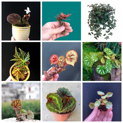 原生彩叶植物造景盆栽独家货源