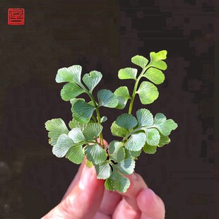 蓝叶铁角蕨土培水培四季好养室内盆栽雨林缸造景植物新手友好