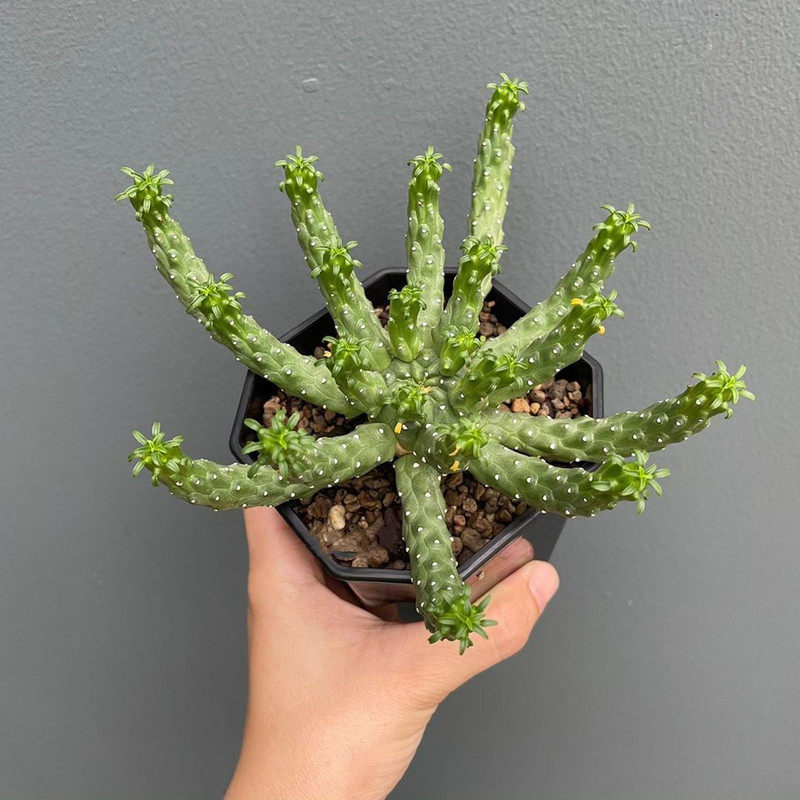 九头龙大戟科多肉植物稀有品种室内盆栽花客厅绿植块根花卉防辐射