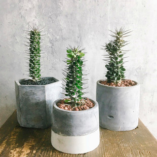 亚龙木 地狱魔针 龙树科仙人掌仙人柱绿植多肉植物装饰绿植盆栽