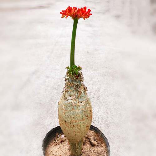 大肚佛肚海棠好养开红花常青绿植多肉块根植物观花佛肚树盆栽热销