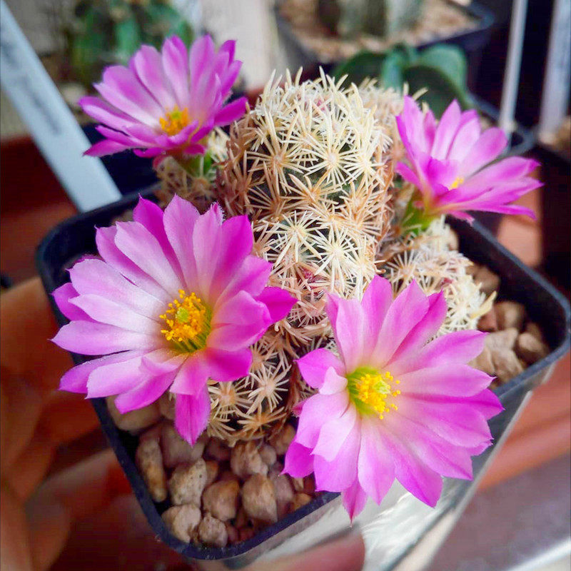 紫王子Escobaria minima 仙人球稀有松球属白刺红花大颗进口收藏