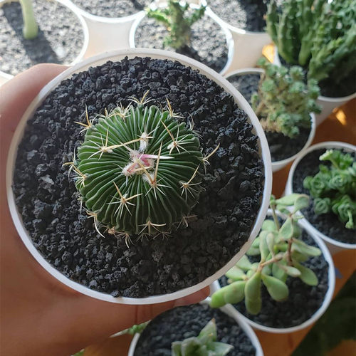 仙人球开花多肉桌面防辐射