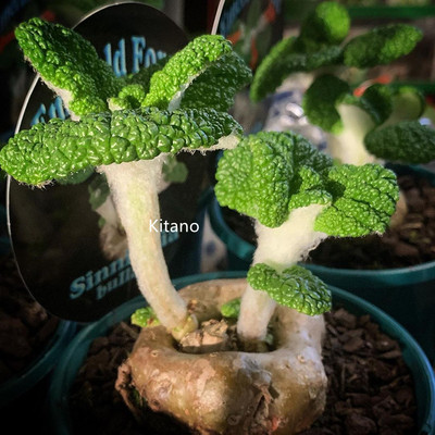 断崖王子多肉植物稀有开花块根花卉绿植阳台庭院观赏小盆栽防辐射