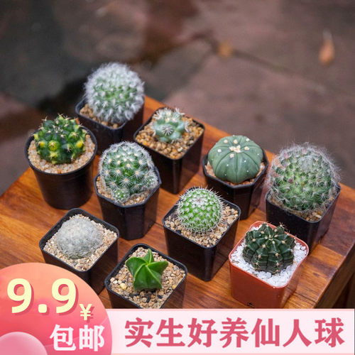 仙人球实生组合套餐开花新手肉肉