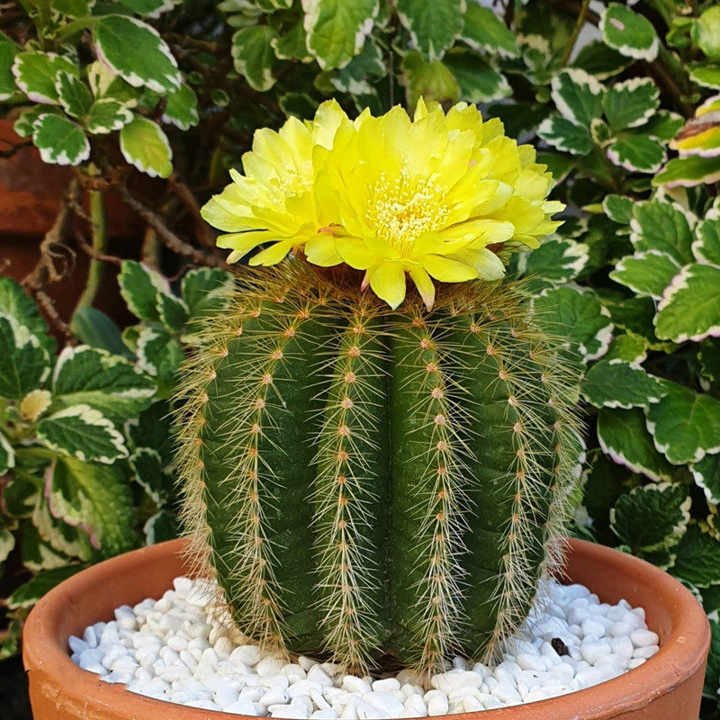 金冠仙人球 桌面仙人掌花卉盆栽电脑多肉植物 小苗软毛不扎手