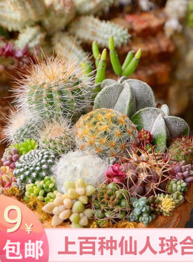 仙人球实生组合套餐多肉植物盆栽