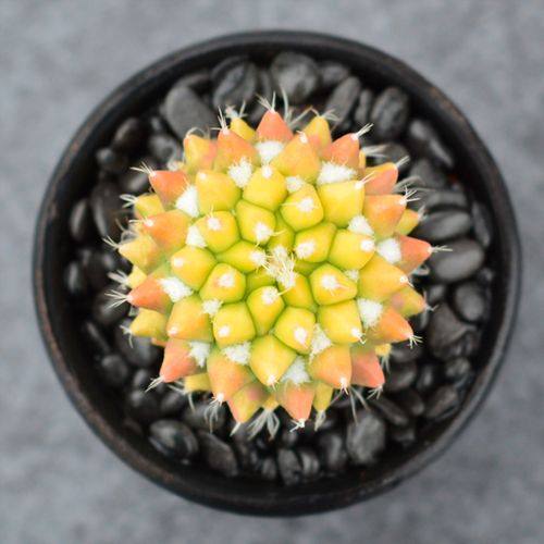 迎春锦仙人球自根嫁接变