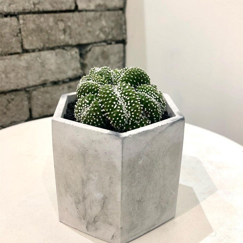 松露玉仙人球 无刺不扎手开花仙人掌多肉植物办公室防辐射小盆栽